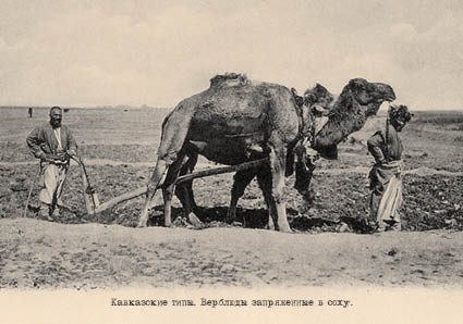 Набор открыток «Кавказские типы 3» - изображение 8