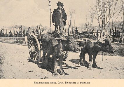 Набор открыток «Кавказские типы 3» - изображение 2