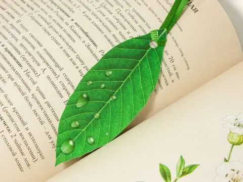 «Атлас растений» - изображение 21